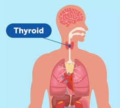 Thyroid Gland Disorder